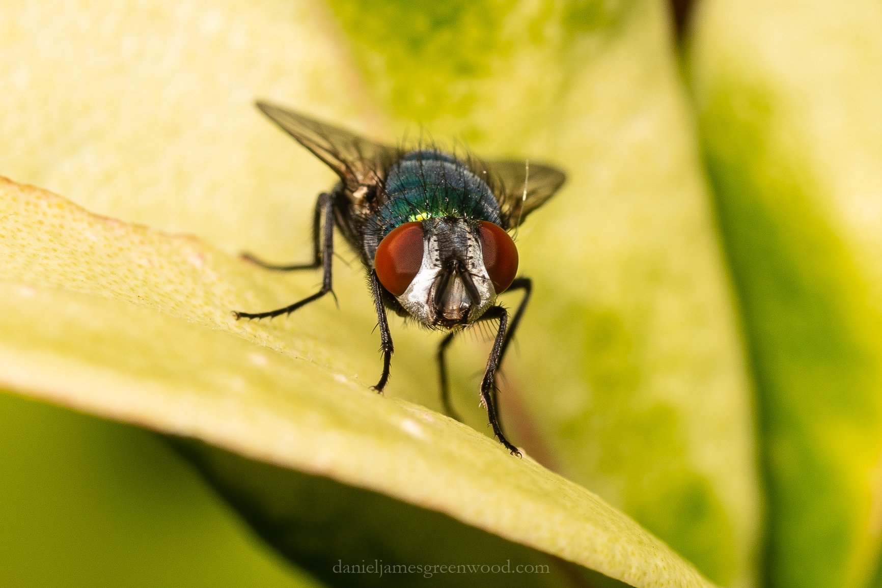 GDN - 15-6-2020 djg-2