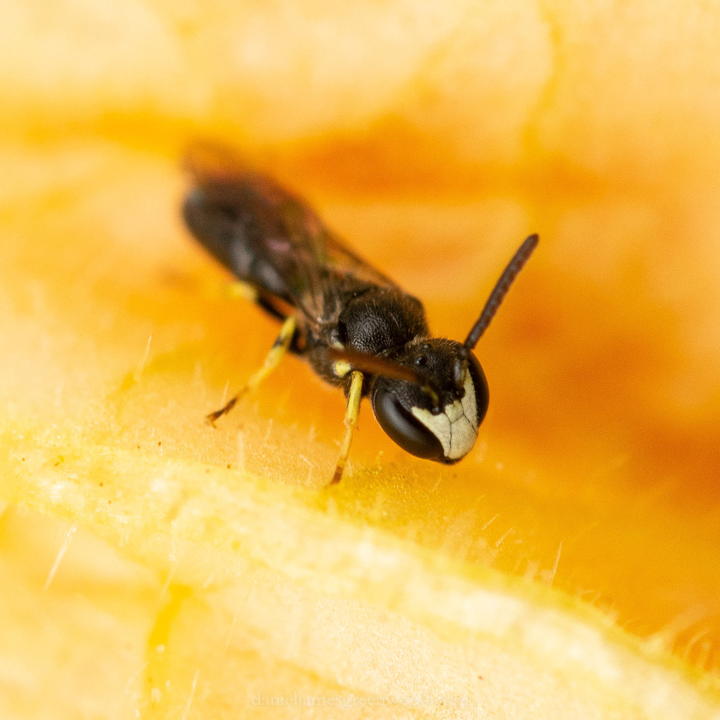 GDN - 15-6-2020 djg-34