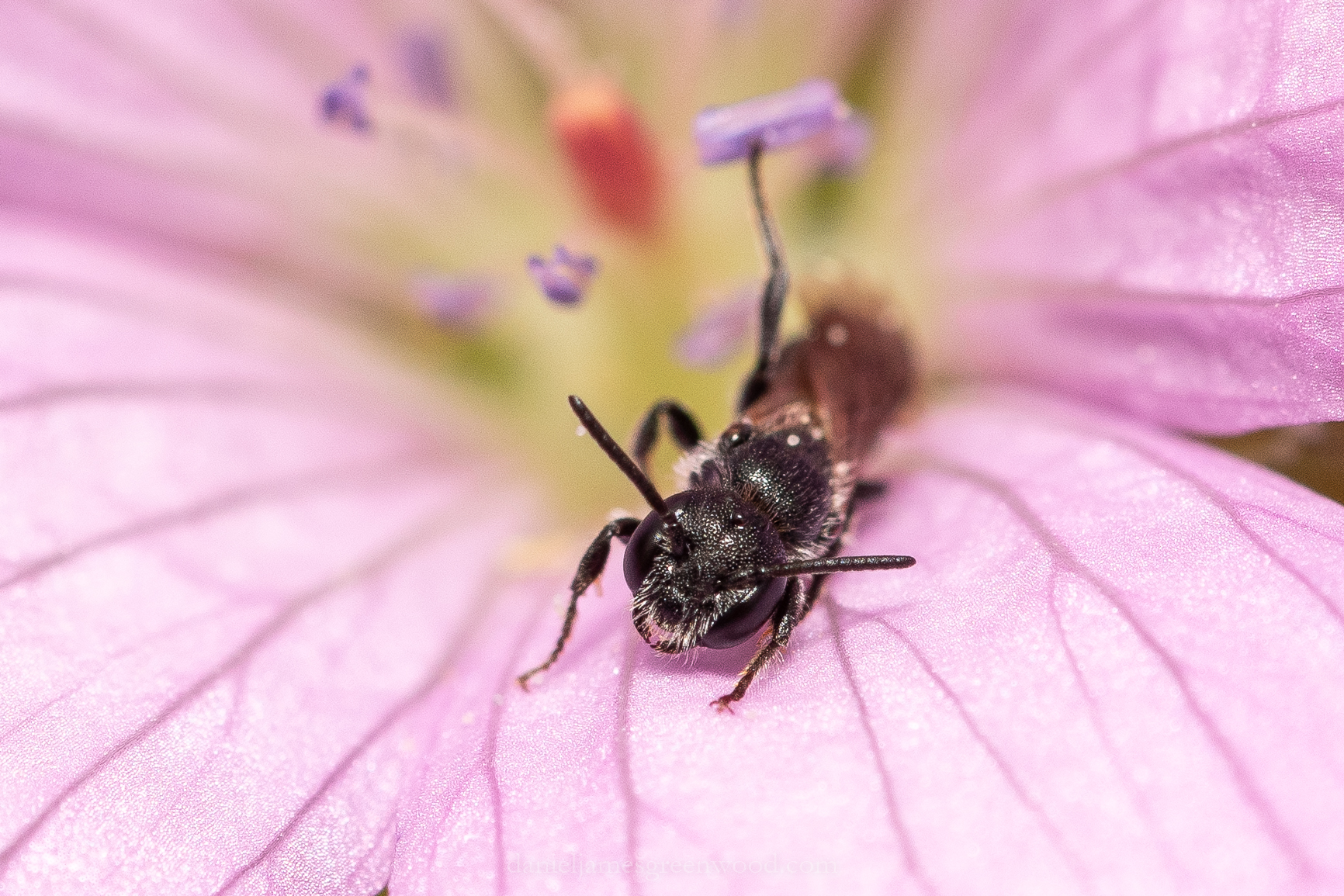 GDN - 15-6-2020 djg-5