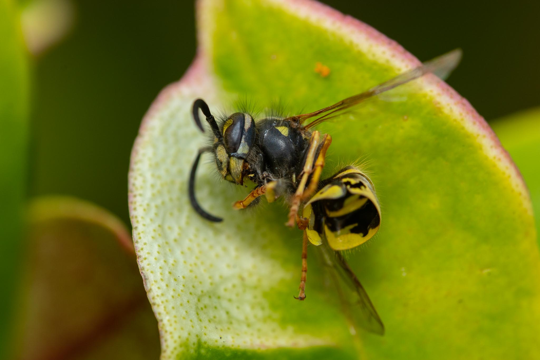 GDN_25-7-2020-lo-res-03