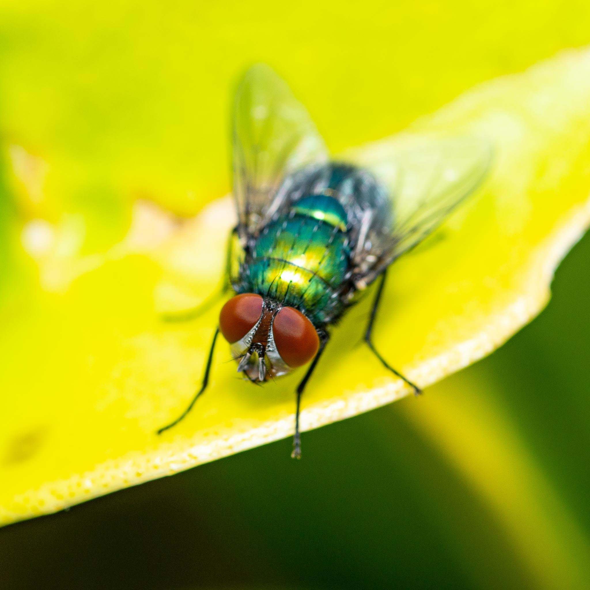 GDN_25-7-2020-lo-res-12