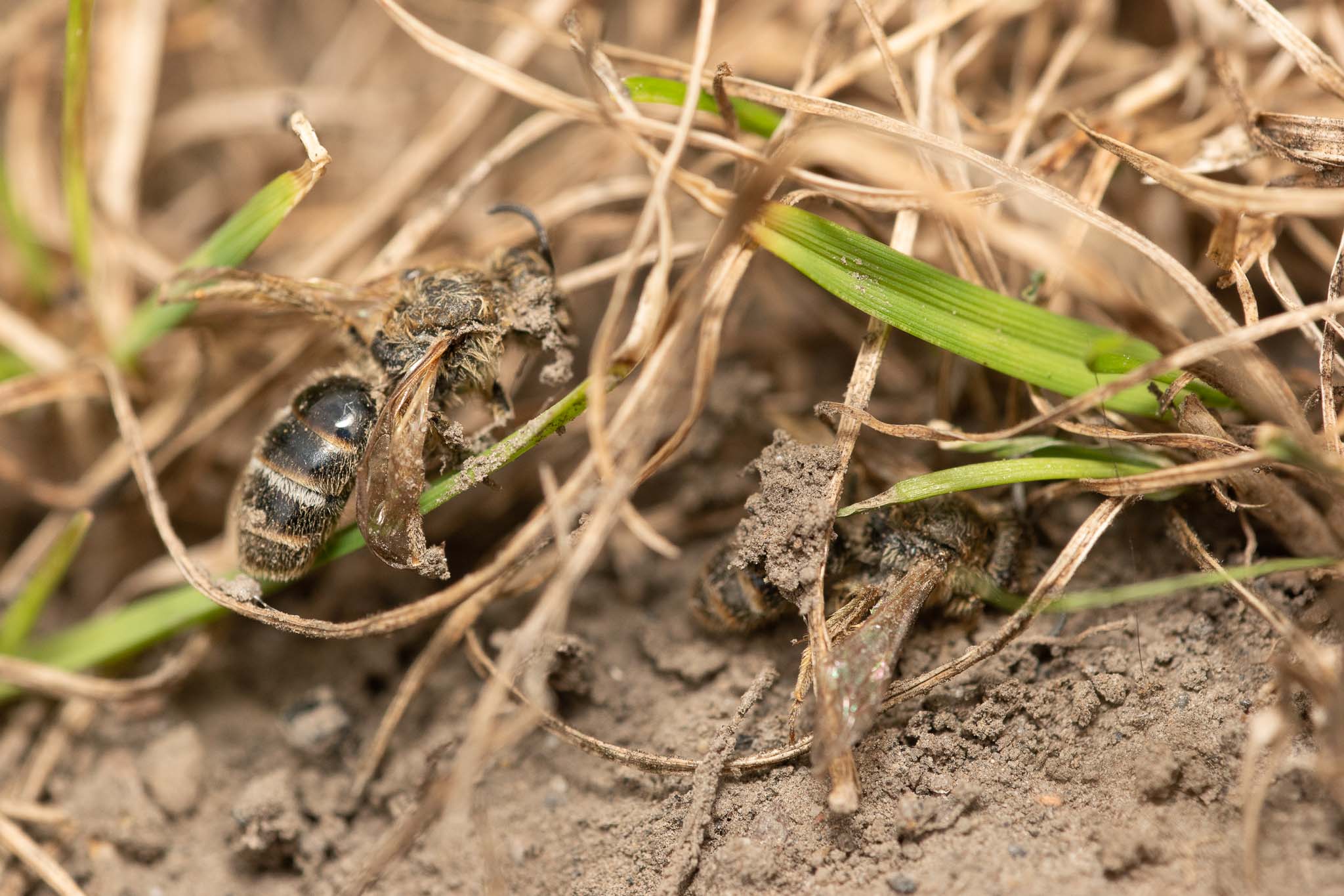 GDN_6-7-2020_lo-res-02