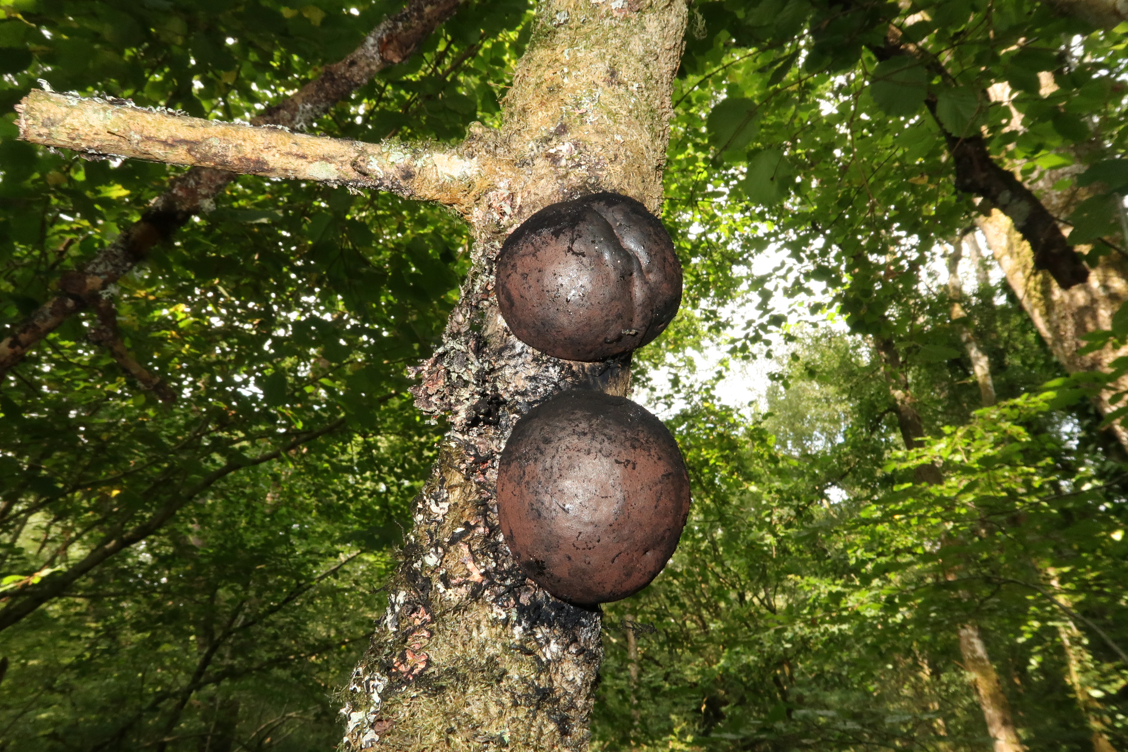 South Downs - 12-7-2018 Canon (7).JPG