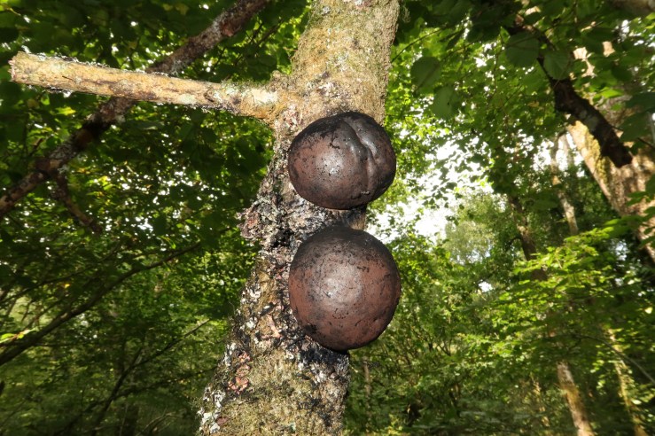 South Downs - 12-7-2018 Canon (7).JPG