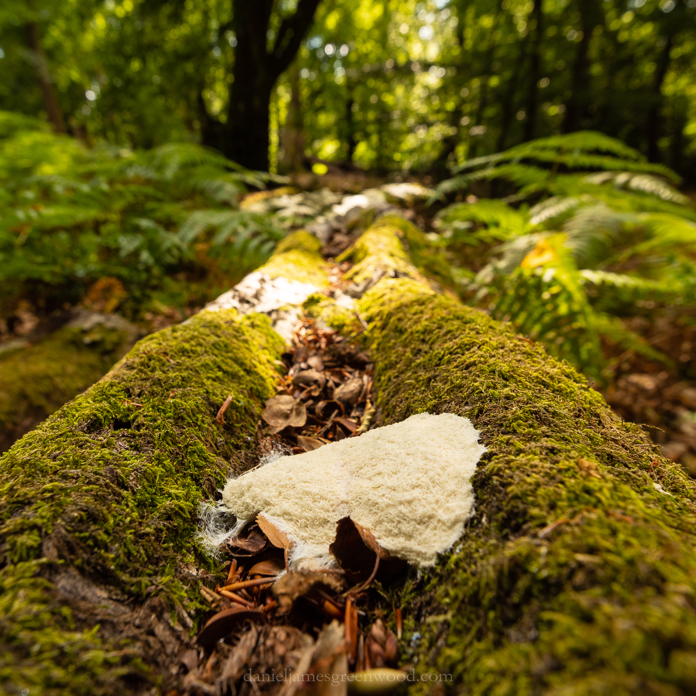 Ebernoe_1-8-2020_djg-13