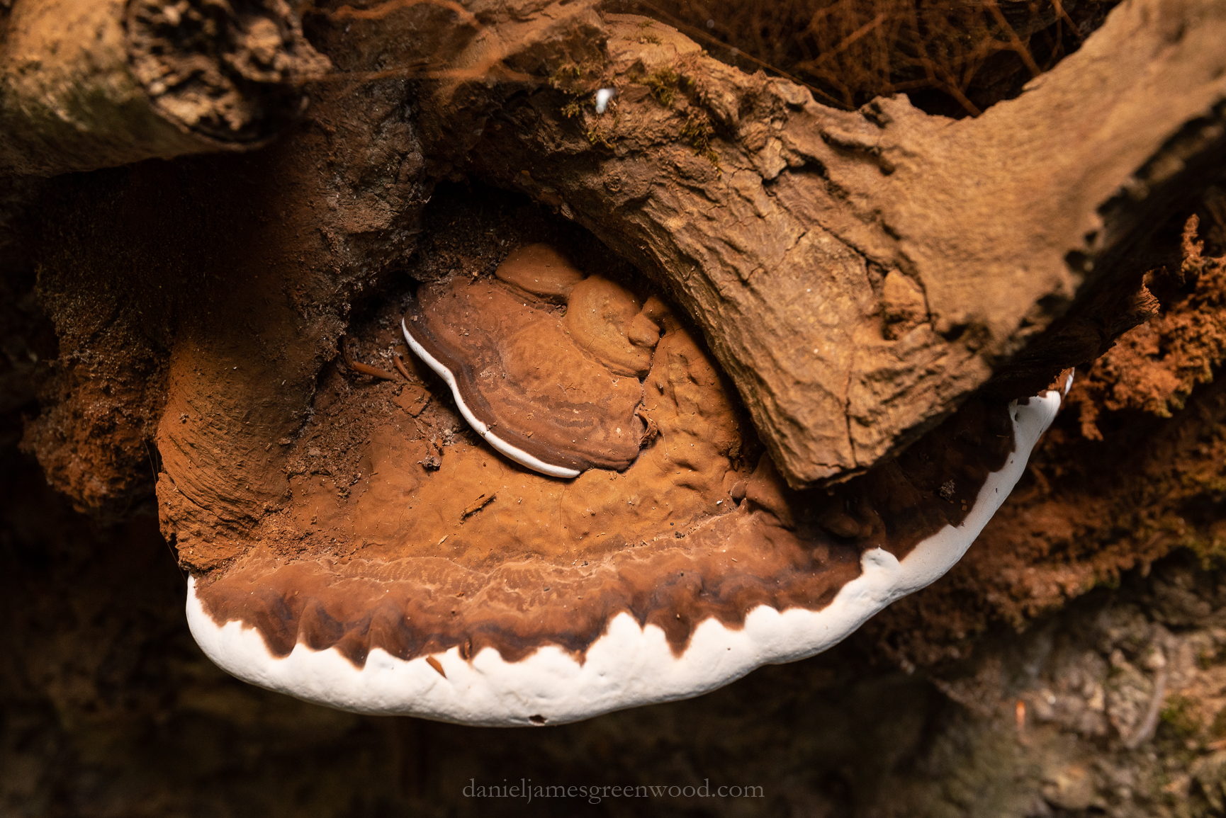 Ebernoe_1-8-2020_djg-4