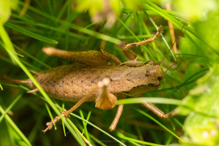 GDN_31-7-2020_djg-13