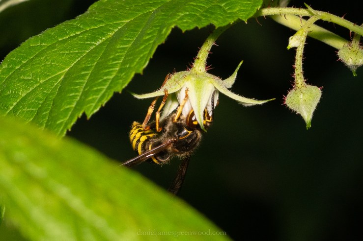 GDN_31-7-2020_djg-14