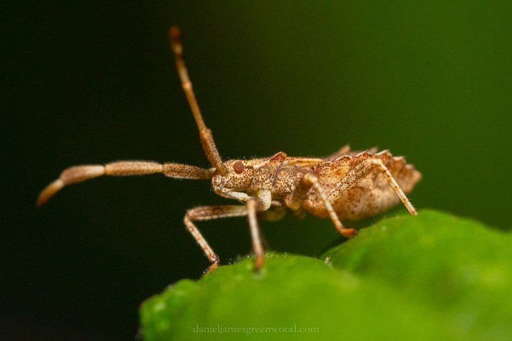 GDN_31-7-2020_djg-21