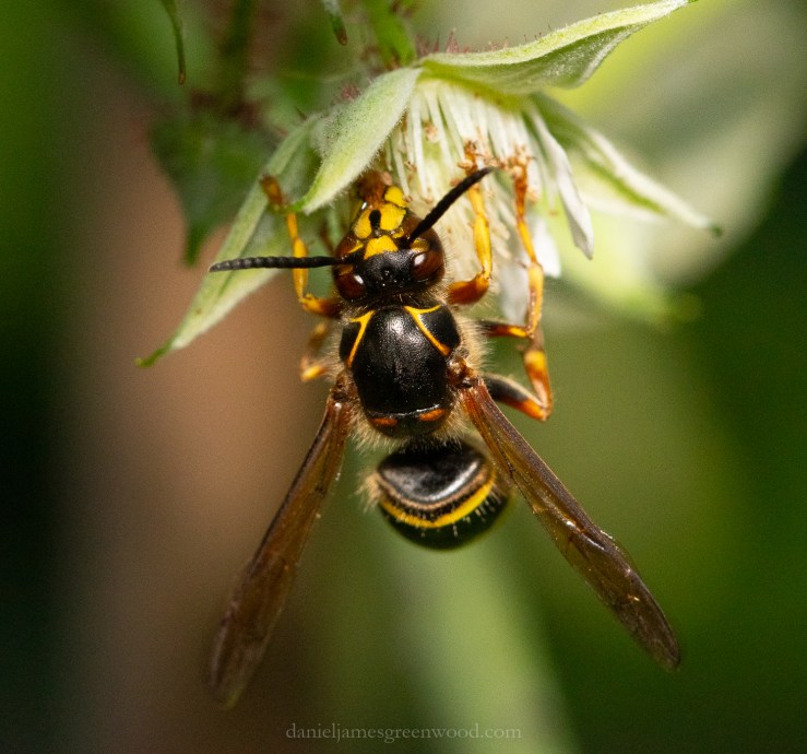 GDN_31-7-2020_djg-24