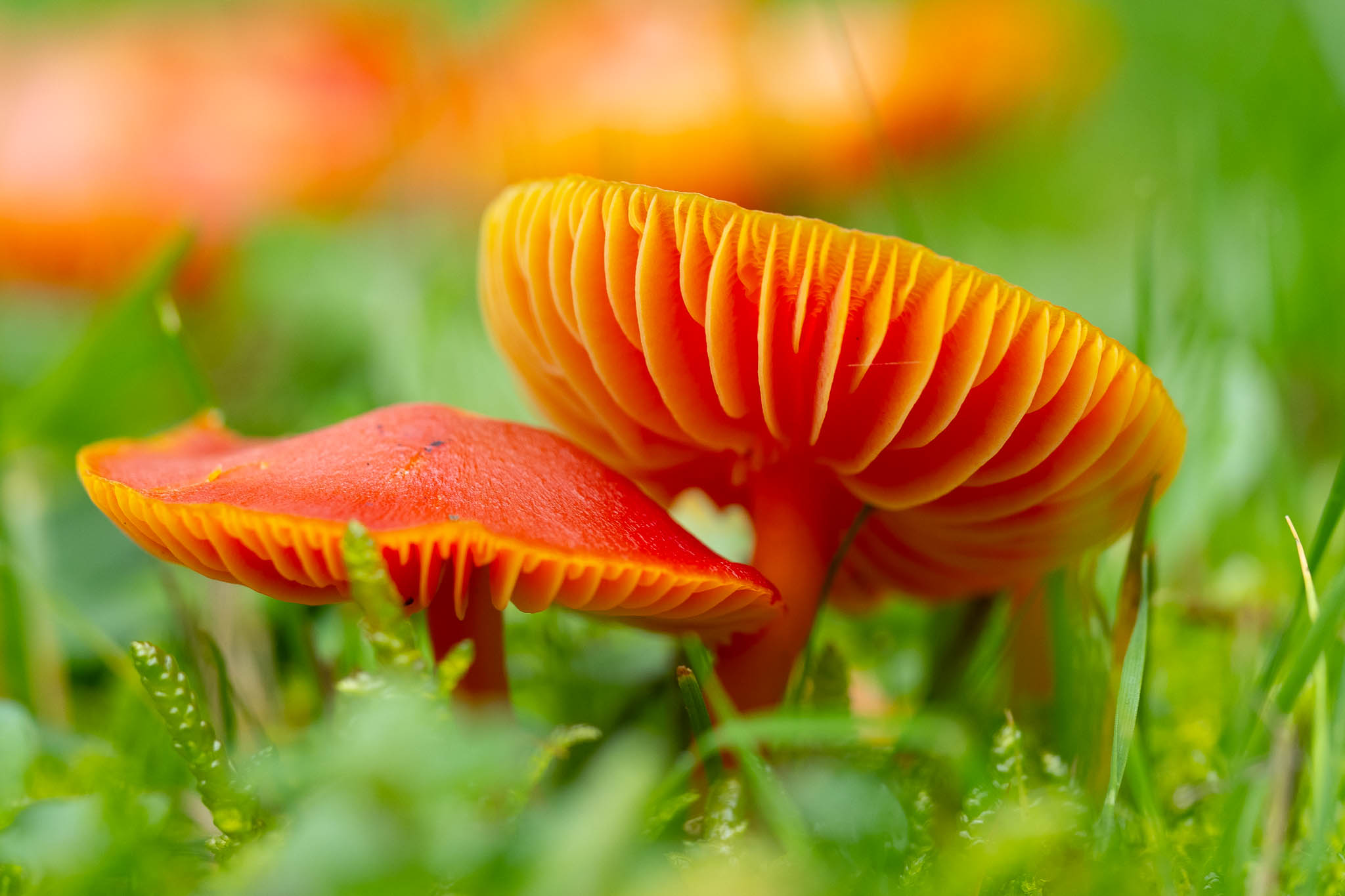 DH_27-11-20_lo-res-22