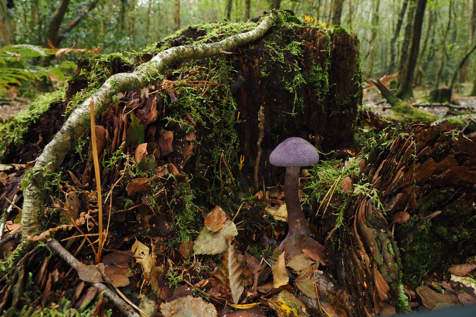 A purple mushroom at the base of a tree stump in woodland