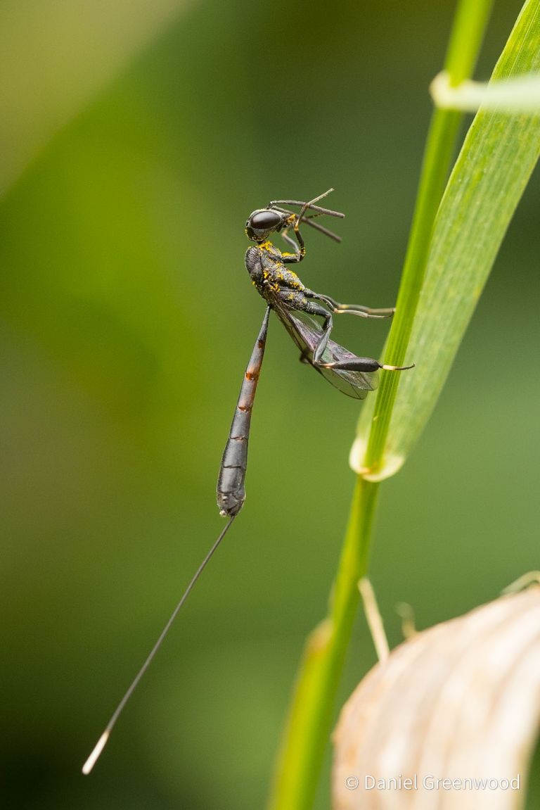 Sharpisha The javelin wasp returns sharpish – Unlocking Landscapes