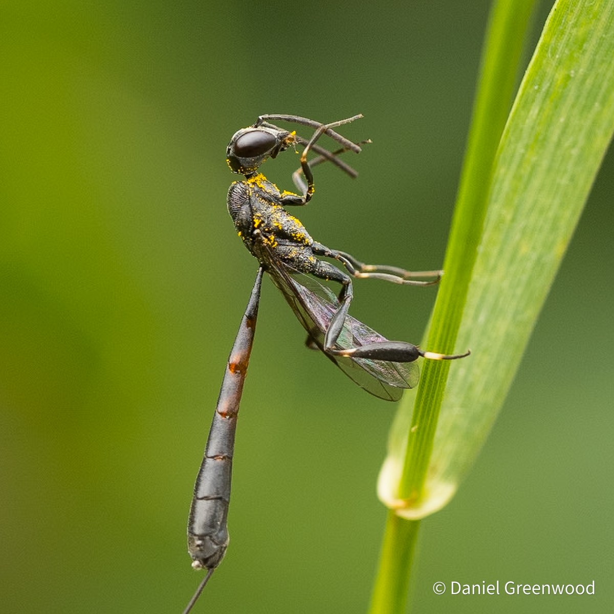 Sharpisha The javelin wasp returns sharpish – Daniel Greenwood
