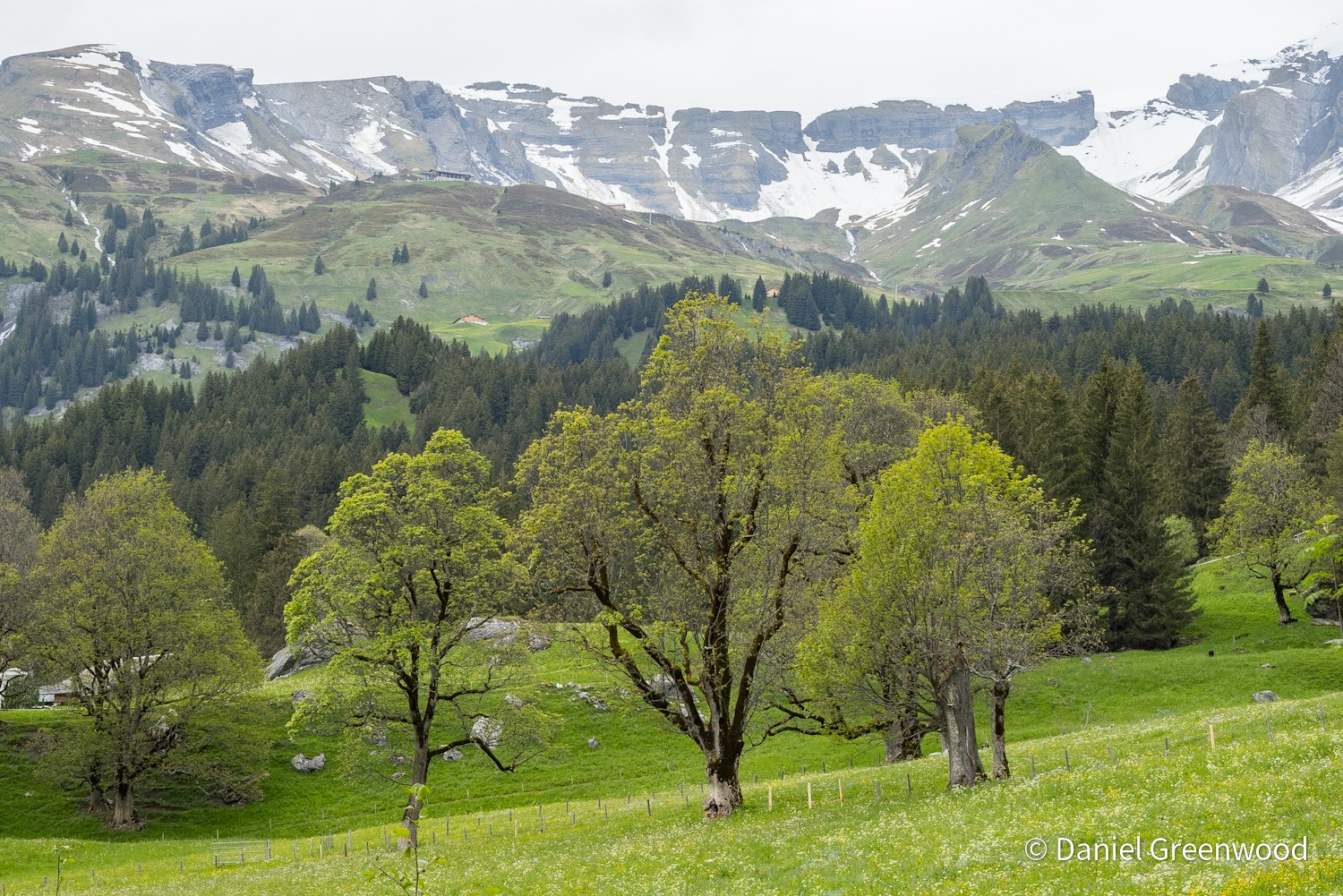 Swiss Alps: where sycamore trees feel at home – Unlocking Landscapes