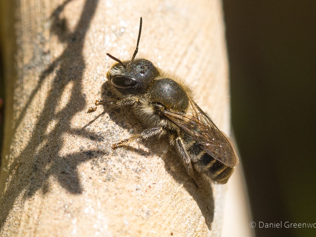Mason bees closing&nbsp;doors