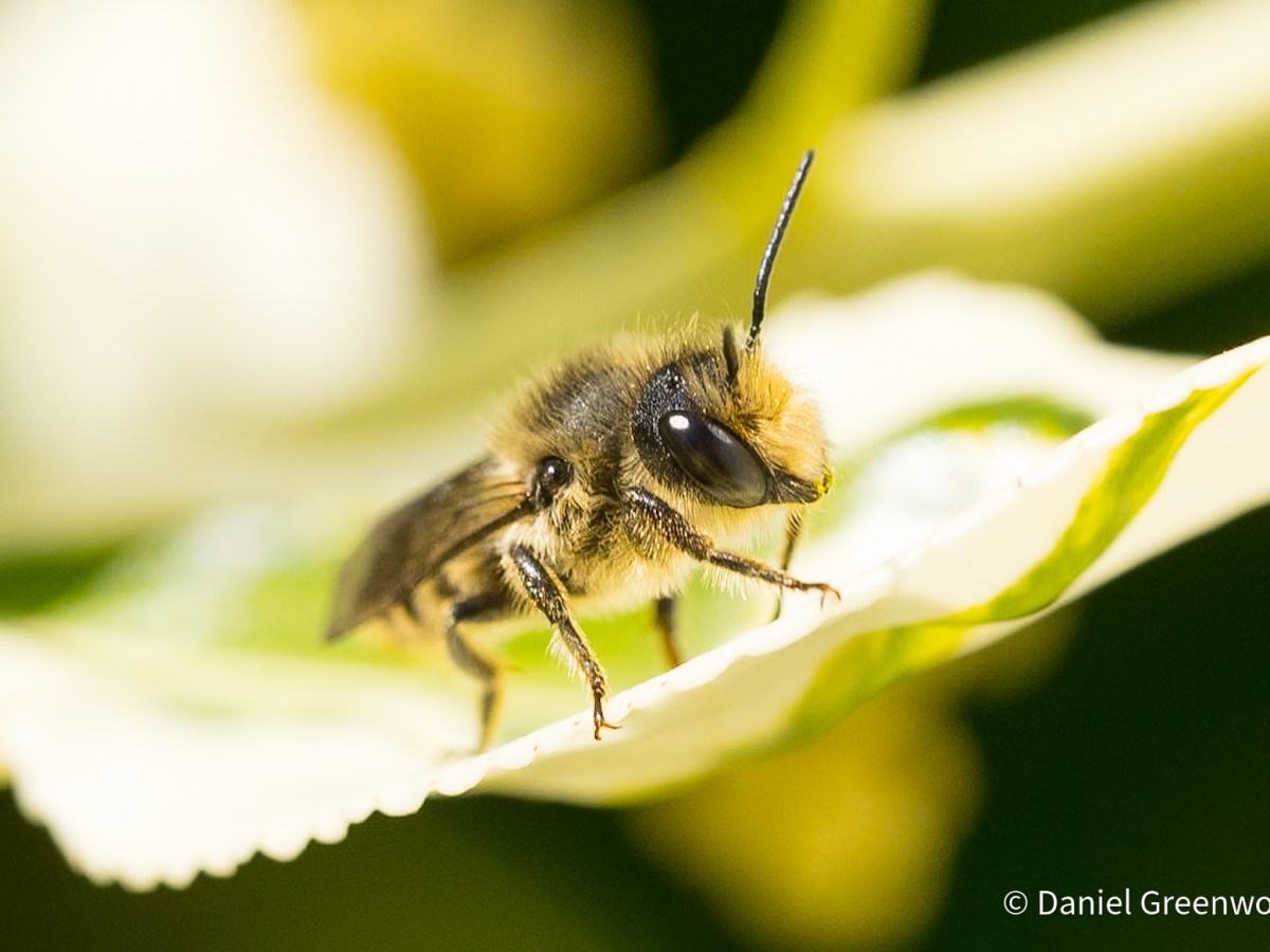 Tiny bees everywhere