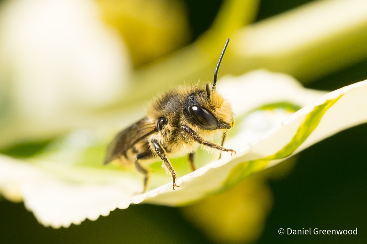 Tiny bees everywhere