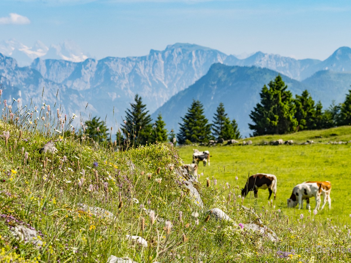 Austrian Alps: up and down&nbsp;Schafberg