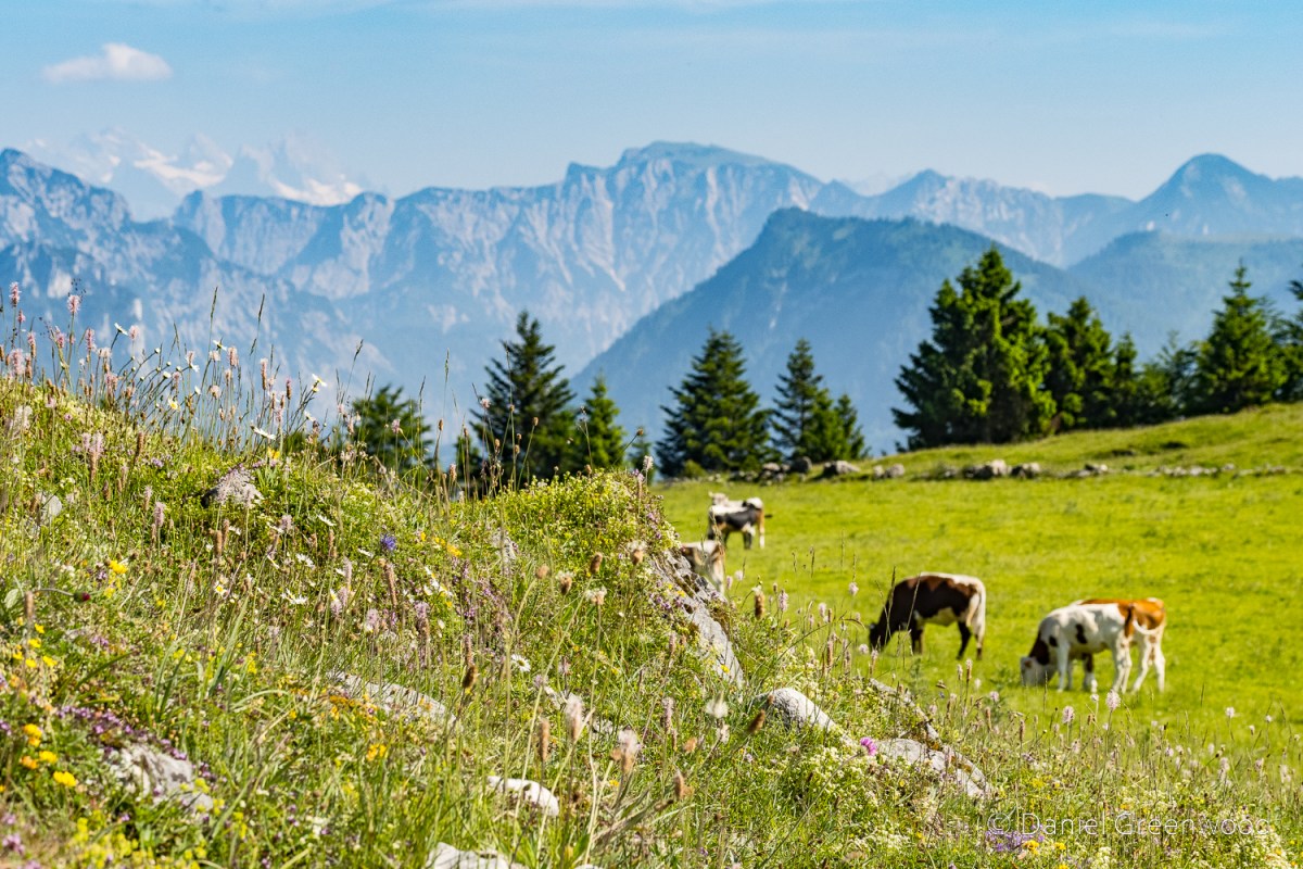Austrian Alps: up and down&nbsp;Schafberg