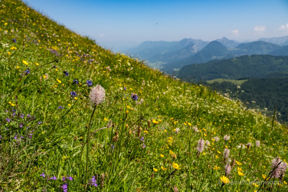 Austrian Alps: wildflowers on&nbsp;Zwölferhorn