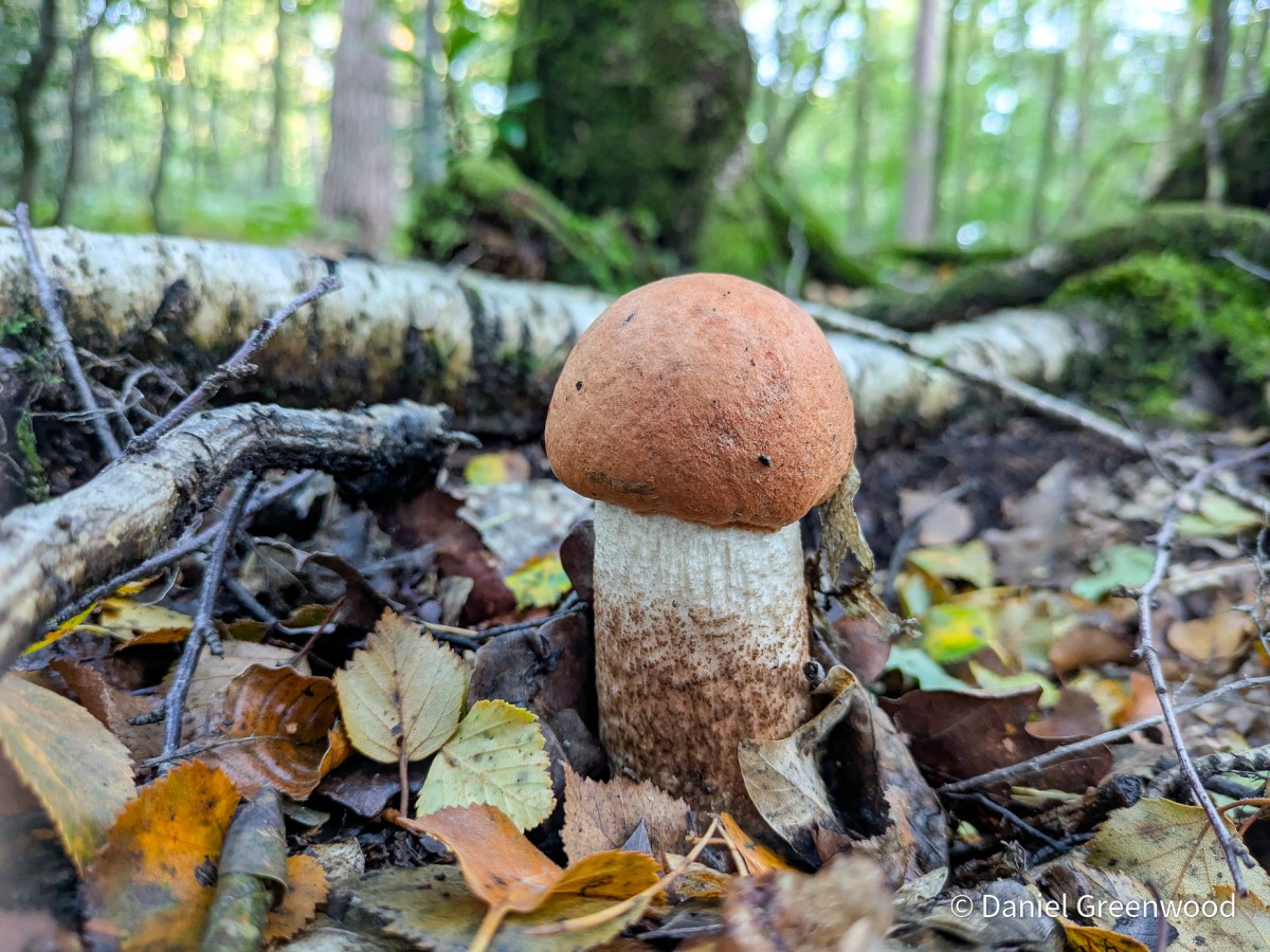 Podcast: September fungi walk&nbsp;🍄
